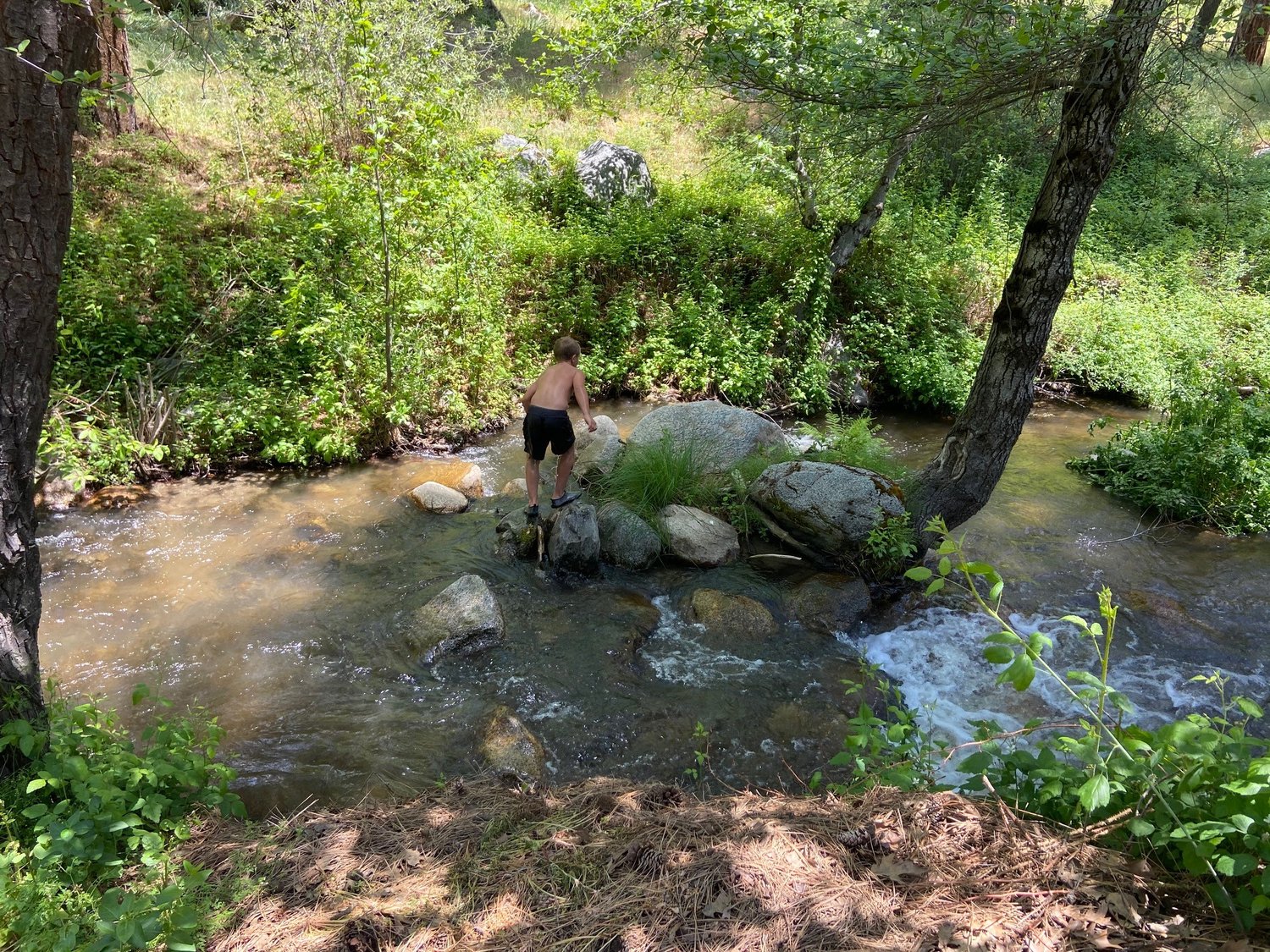 Creekside in summer